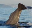 Sperm Whale Tail